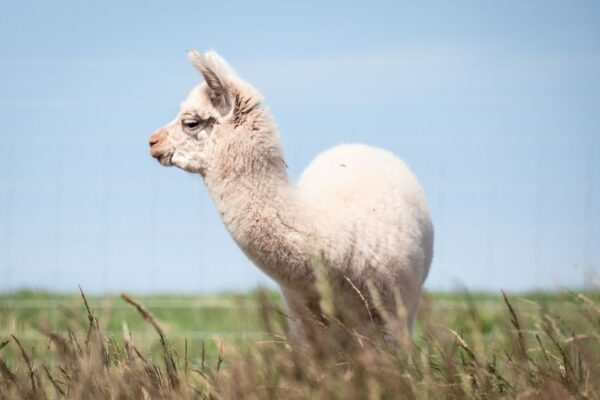 Alpaca from Pembrokeshire Alpaca Trekking - Aran - Image 2